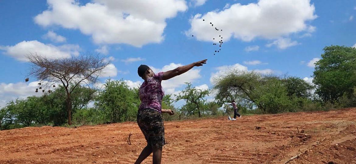 Throwing seedballs