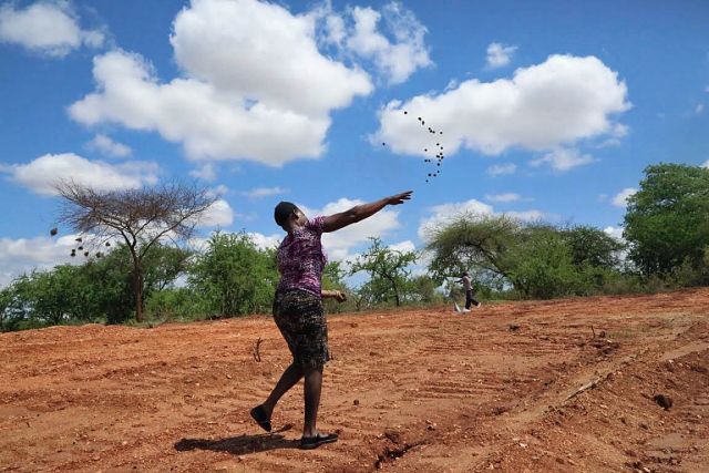 Throwing seedballs